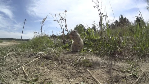 Gopher_9 Stock Footage 124110475