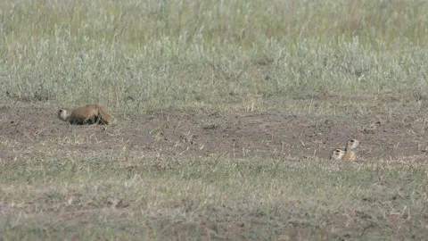 Gophers 1 Video stock 132072376