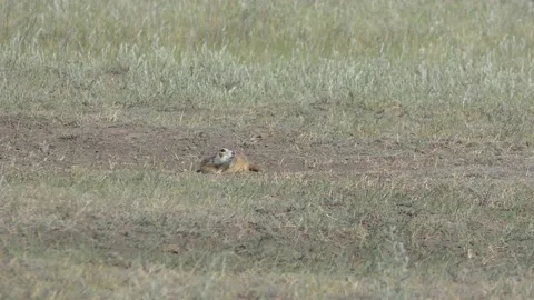 Gophers 2 Stock Footage 132072309