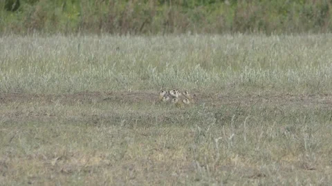Gophers 3 Stock Footage 132072456