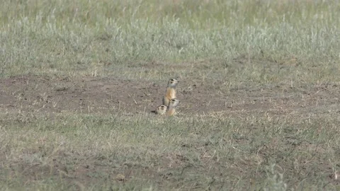 Gophers 4 Stock Footage 132072279