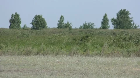 Gophers 5 Video stock 132072468