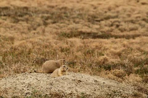 Gophers Stock Photos