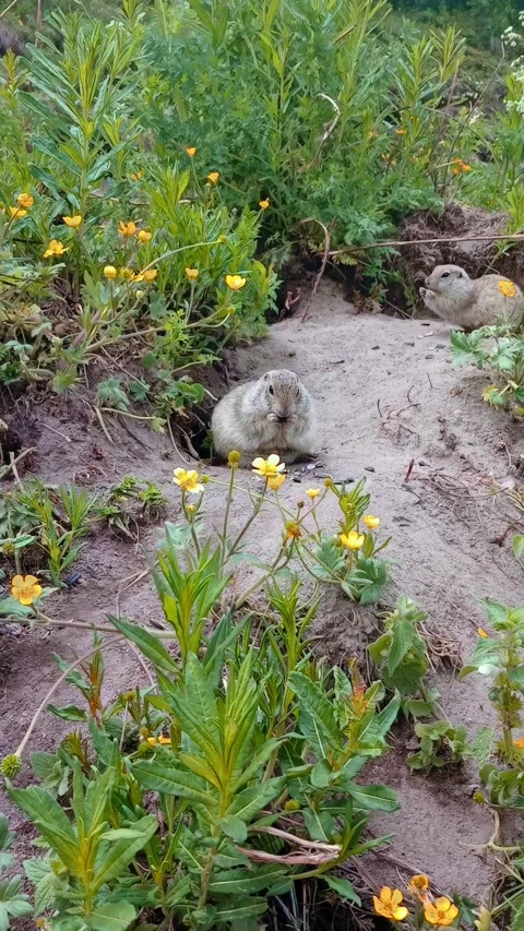 A gophers relaxes on a sandy path surrounded by blooming wildflowers in a Vídeos de archivo 312818314