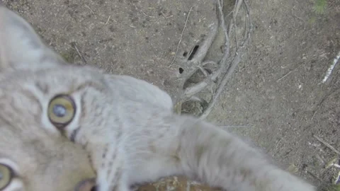 GOPR8770.1 Stock Footage 163524597