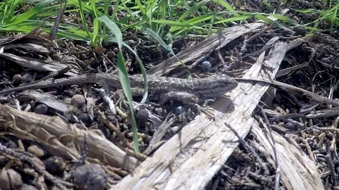 GoPro close up of lizard Stock Footage 79584944