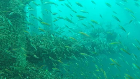 GoPro Diving Shots - Miri Stock Footage 106915280