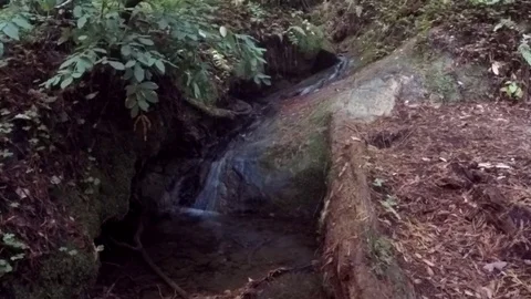GoPro Pan of Creek in Forest Stock Footage 79596181