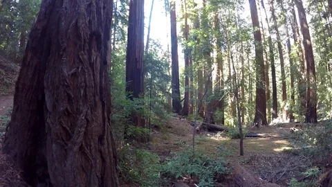 GoPro Pan of Forest, pan up to canopy Stock Footage 79596112
