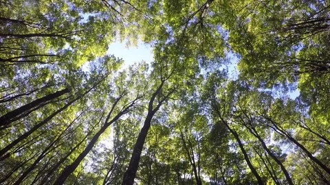 GoPro Pan of Forest, pan up to canopy Stock Footage 81764042