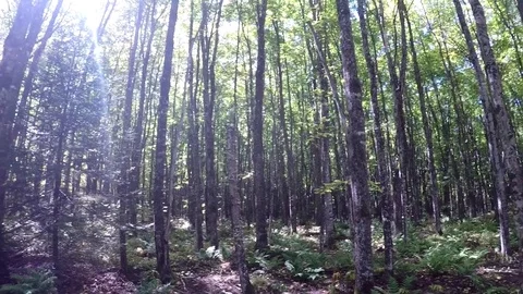 GoPro Pan of Forest, pan up to canopy Stock Footage 81764808