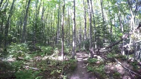 GoPro Pan of Forest, pan up to canopy Stock Footage 81764849