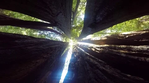 GoPro Pan UP Large Trees Stock Footage 79585499