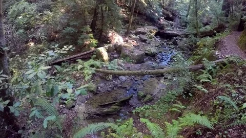 GoPro Pan of mossy creek Video stock 79590874