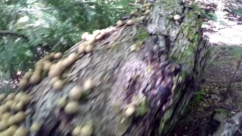 GoPro Pan of mushrooms on a log Stock Footage 81762841