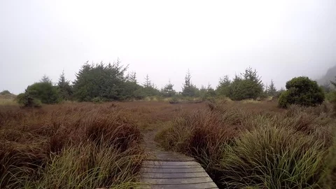 GoPro Pan of Rainy forest trail Stock Footage 79595873