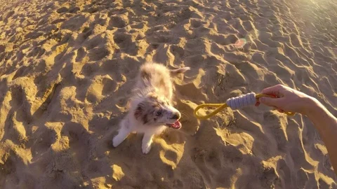 Gopro Playing With Puppy Vídeo Stock 84899224