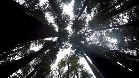 GoPro Shot of Canopy Spin Stock Footage 79586215