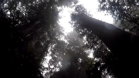 GoPro Shot of Canopy while walking Stock Footage 79593324
