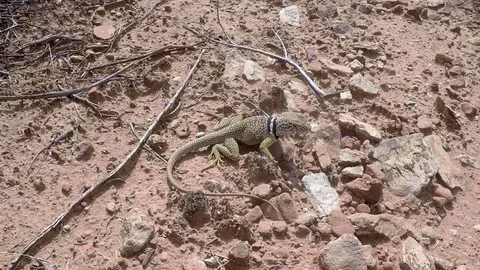 GoPro shot of desert lizard Stock Footage 79585593