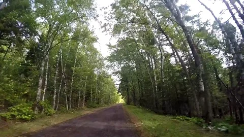 GoPro Shot driving through Forest Video stock 81765155