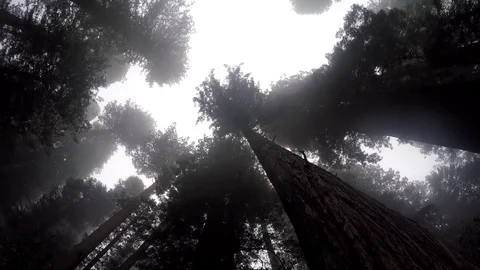 GoPro Shot of Redwoods Canopy Stock Footage 79587416