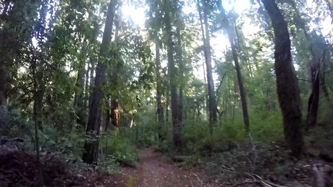 GoPro Shot of walking through the forest Stock Footage 79596091