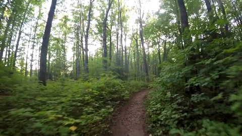 GoPro Shot of walking through the forest Video stock 81765065