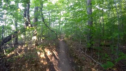 GoPro Shot of walking through the forest Video stock 81765067