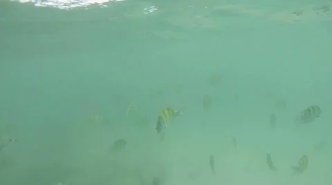 Gopro, swimming in phi phi island Stock Footage 40439807