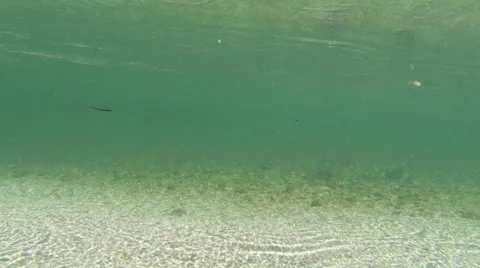 GOPRO200.1-Mountain-Stream-Underwater Stock Footage 24810274