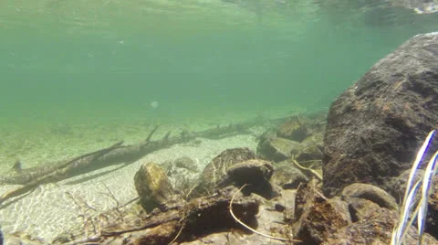 GOPRO201.1-Mountain-Stream-Underwater Stock Footage 24814330