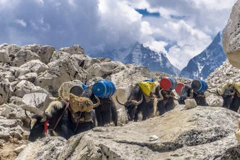 Gorak Shep to EBC, Nepal Stock Photos