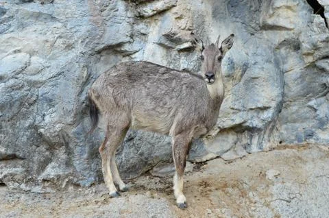 Goral Foto stock
