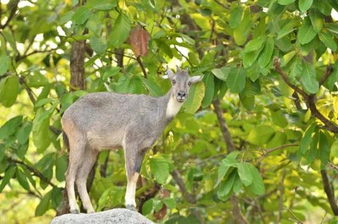 Goral 写真素材