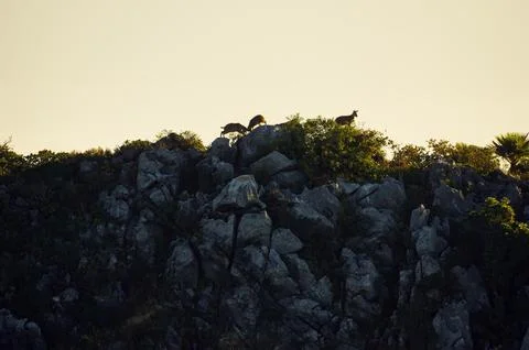 Gorals. Stock Photos