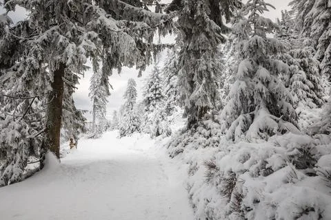 Gorce Mountains in winter Stock-Fotos
