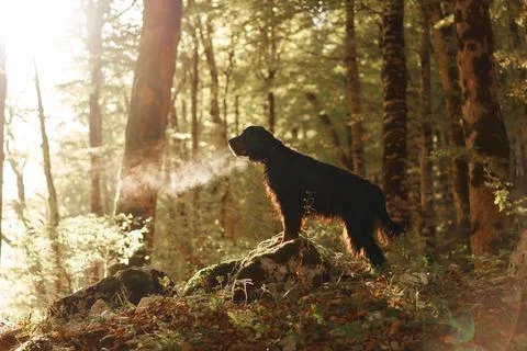 Gordon Setter exploring sunlit autumn forest trail Stock Photos