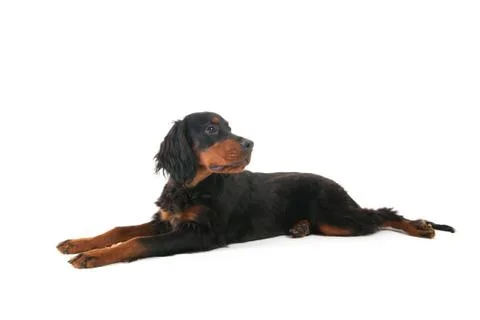 Gordon setter laying down Stock Photos