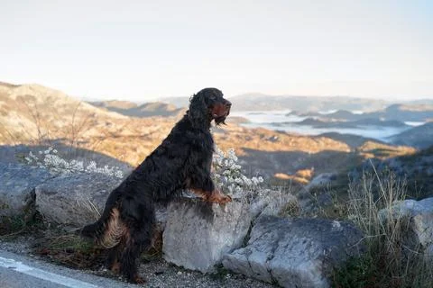 Gordon Setter on Mountain View Stock Photos