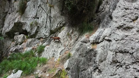 Gorg Dolc Sa Calobra path with rocky cliffs, mountain goat standing, Spain, 4k Stock Footage 284093327