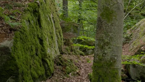 Gorge Between Mossy Rocks in a Forest Video stock 316685455