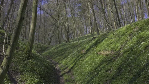 A gorge in white flowers in spring, 8K Stock Footage 164185902