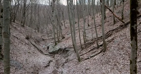 Gorge in the winter forest where the river no longer flows Stock Footage 123495848