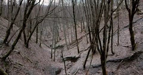 Gorge in the winter forest where the river no longer flows Stock Footage 123495889