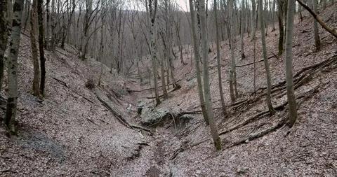 Gorge in the winter forest where the river no longer flows Stock Footage 123496013