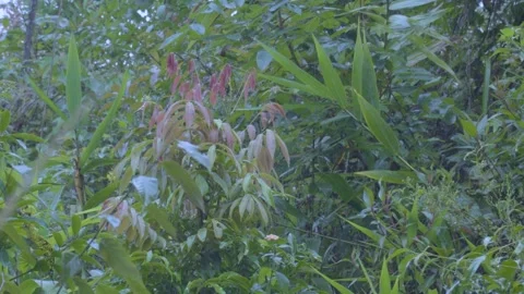 Gorgeous 4K Nature: Close-up of Young Red Shoots and Leaves in Rainy Forest Stock Footage 342823822