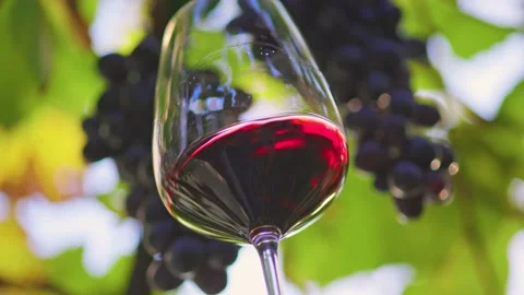 Gorgeous aged red wine splashes in a glass against a vineyard background Video stock 145314290