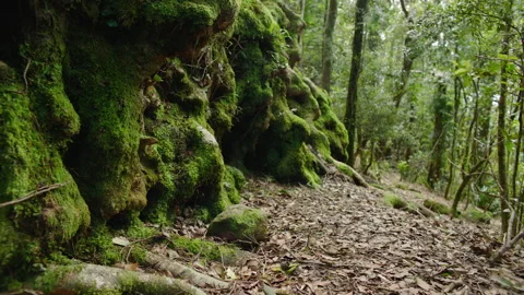 Gorgeous ancient tree roots covered in moss, Rainforest, Australia, Springbrook Stock Footage 236538069