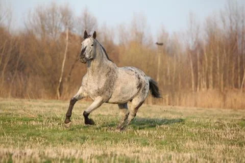 Gorgeous appaloosa running in spring nature Stock Photos